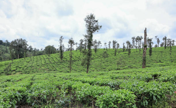 Coorg Estate
